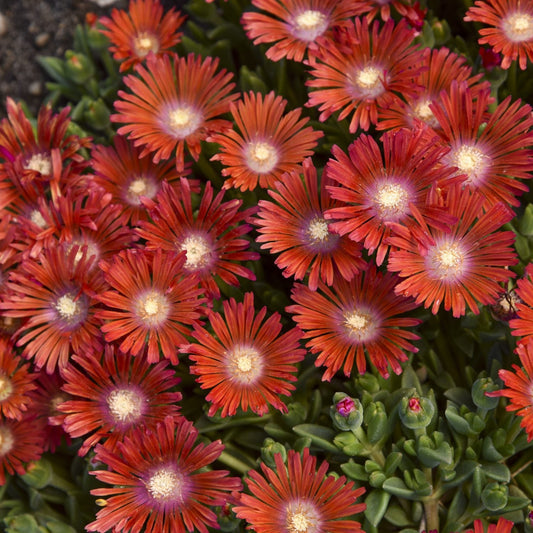 Close-up of clusters of vibrant orange and red Kaleidoscope™ 'Dancing Embers' Ice Plant (Delosperma) flowers with thin petals and pale yellow centers bloom above green succulent leaves on this drought-tolerant perennial - Photo Courtesy of Walters Gardens, Inc.