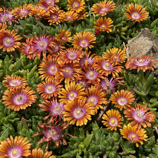 Fire Spinner® Ice Plant (Delosperma) - Photo Property of Garden Crossings LLC