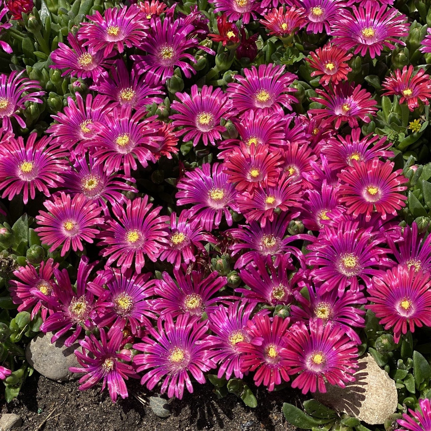 Top-down view of Granita® Raspberry Ice Plant (Delosperma) features vibrant magenta blooms with yellow centers atop green succulent foliage - Photo Property of Garden Crossings LLC.