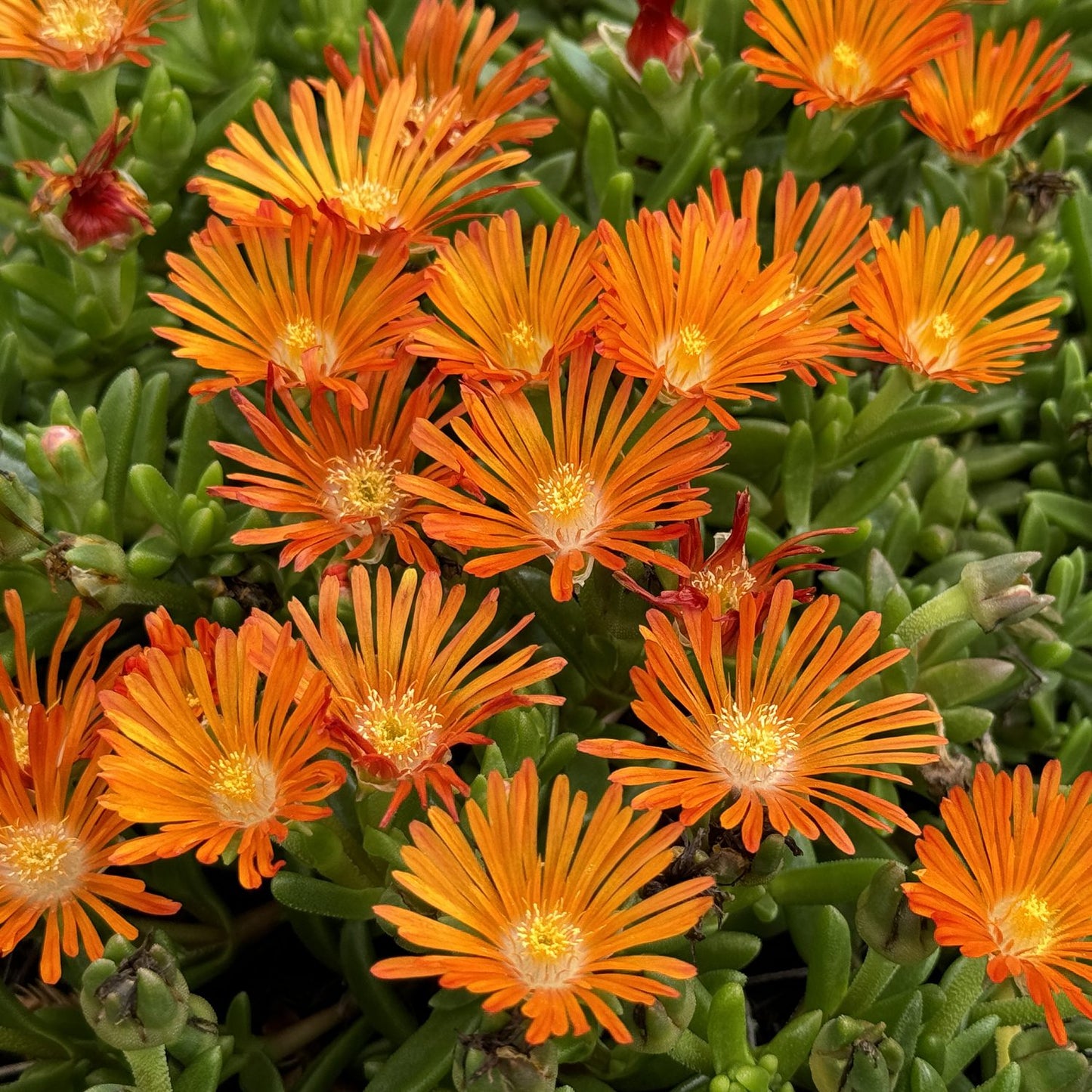 Ocean Sunset™ Orange Vibe Ice Plant (Delosperma) features narrow, vibrant orange petals with yellow centers. Its fleshy green leaves form dense ground cover - Photo Property of Garden Crossings LLC.