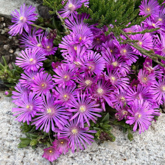 Kaleidoscope™ 'Orchid Flash' Ice Plant (Delosperma) - Photo Property of Garden Crossings LLC