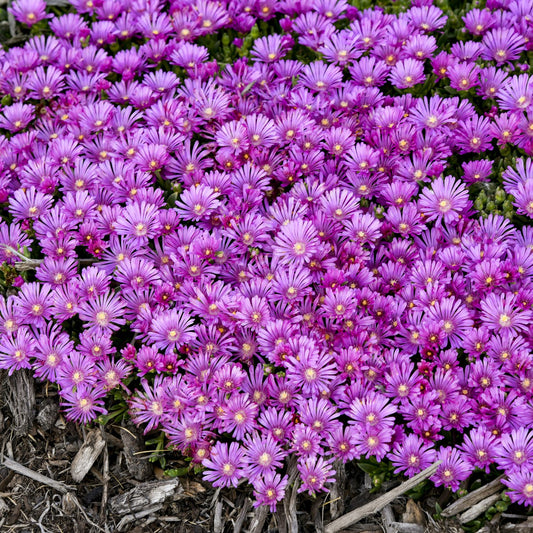 Kaleidoscope™ 'Orchid Flash' Ice Plant (Delosperma) - Photo Courtesy of Walters Gardens, Inc.