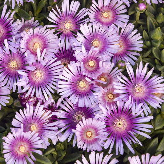 Close-up of a cluster of vibrant Kaleidoscope™ 'Pink Radiance' Ice Plant (Delosperma) flowers with yellow centers and purple to white petals blooms above dense green foliage, featuring thin radiating petals - Photo Courtesy of Walters Gardens, Inc.