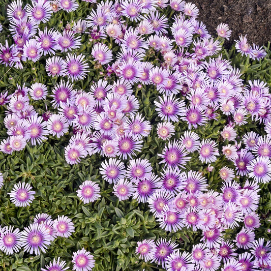 Kaleidoscope™ 'Pink Radiance' Ice Plant (Delosperma) - Photo Courtesy of Walters Gardens, Inc.