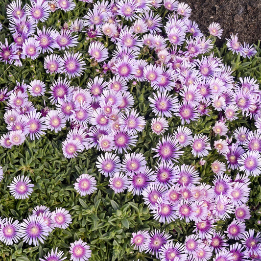 Top-down view of a dense ground cover of vibrant pink and white daisy-like blooms with yellow centers and green succulent foliage, the Kaleidoscope™ 'Pink Radiance' Ice Plant (Delosperma) creates a stunning outdoor display in full bloom - Photo Courtesy of Walters Gardens, Inc.