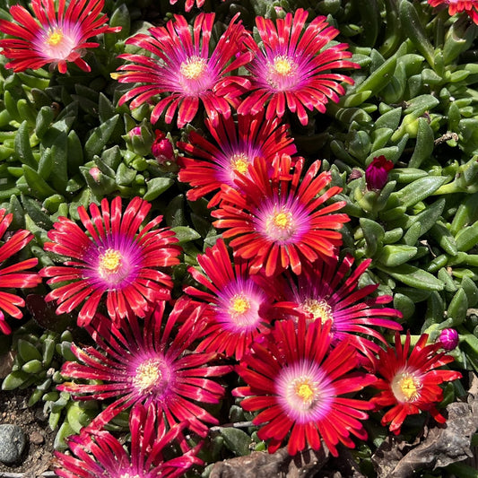 Close-up of Kaleidoscope™ 'Razzle Dazzle' Ice Plant (Delosperma) features bright red flowers with pink and white centers atop fleshy green leaves. Narrow-petaled blooms cluster in sunlight, creating a striking, colorful ground cover - Photo Property of Garden Crossings LLC.