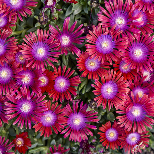 Kaleidoscope™ 'Razzle Dazzle' Ice Plant (Delosperma) - Photo Courtesy of Walters Gardens, Inc.