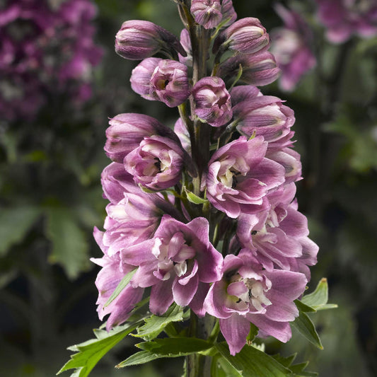 Delphina™ 'Pink White Bee' Hybrid Bee Delphinium - Photo Courtesy of Ball Horticulure, Inc.