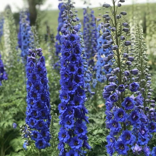 Blue Buccaneers' Hybrid Bee Delphinium - Photo Courtesy of Walters Gardens, Inc.