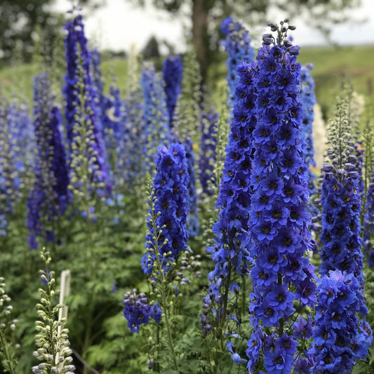Tall spikes of vibrant Blue Buccaneers' Hybrid Bee Delphinium bloom among green foliage in an outdoor flower garden, set against a soft-focus backdrop of trees and grassy landscape - Photo Courtesy of Walters Gardens, Inc.