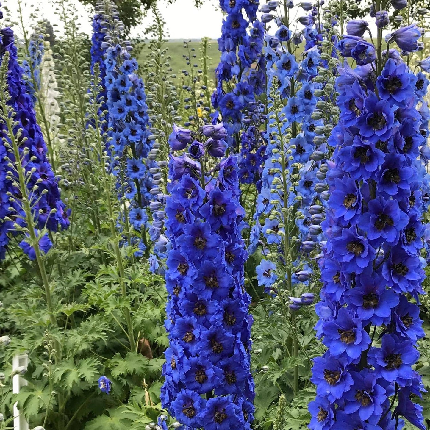 Numerous tall spikes of Blue Buccaneers' Hybrid Bee Delphinium bloom densely among green foliage of a mass planting with blurred blue perennial flowers and lush greenery in the background- Photo Courtesy of Walters Gardens, Inc..