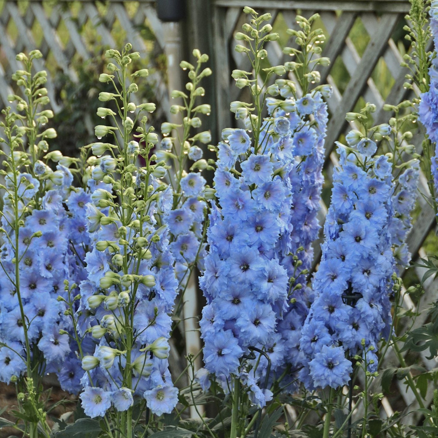 Tall spikes of 'Blue Lace' Hybrid Bee Delphinium bloom in the garden before a wooden lattice, with some buds still closed and others fully open, showing off their delicate light blue petals on this perennial plant - Photo Courtesy of Ball Horticulture, Inc.