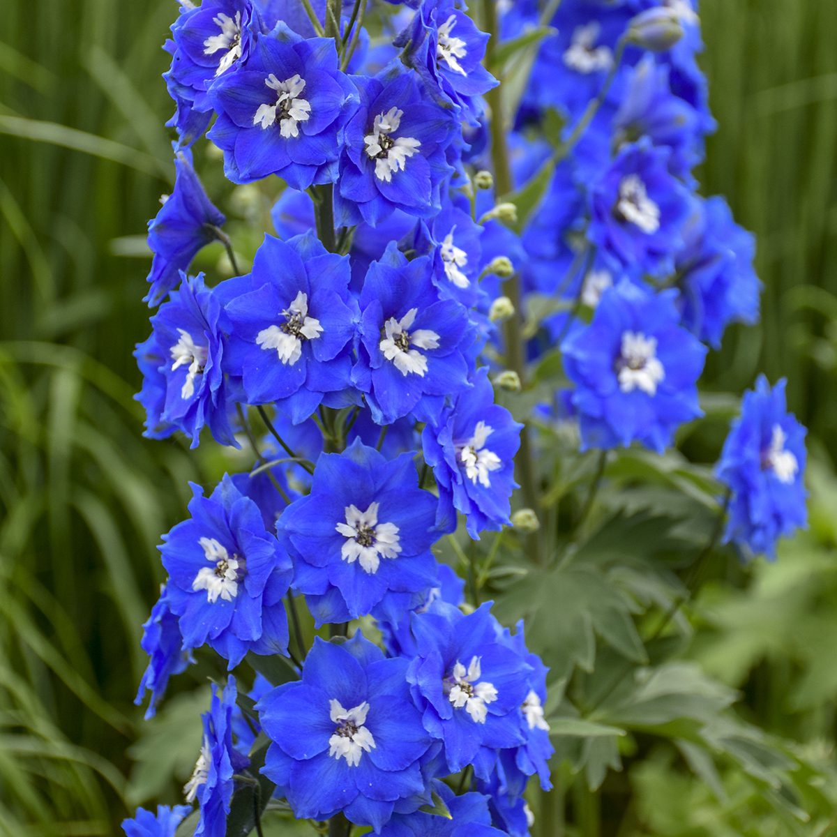 Close-up of bright blue 'Cobalt Dreams' Hybrid Bee Delphinium blooms with white centers rise on tall green stems, creating a striking focal point for any perennial garden against lush green foliage - Photo Courtesy of Walters Gardens, Inc.