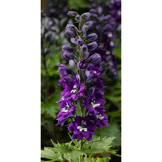 A tall stem of Delphina™ 'Dark Blue White Bee' Hybrid Bee Delphinium displays rich purple blooms with green leaves, standing out against a softly blurred backdrop of similar larkspur plants - Photo Courtesy of Ball Horticulture, Inc.
