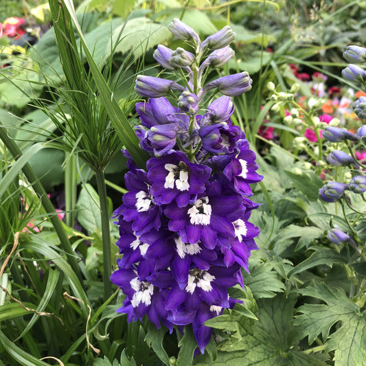 A cluster of vibrant purple Delphina™ 'Dark Blue White Bee' Hybrid Bee Delphinium deep purple flowers with white centers blooms among green foliage, highlighting this compact larkspur plant in the garden - Photo Property of Garden Crossings LLC.