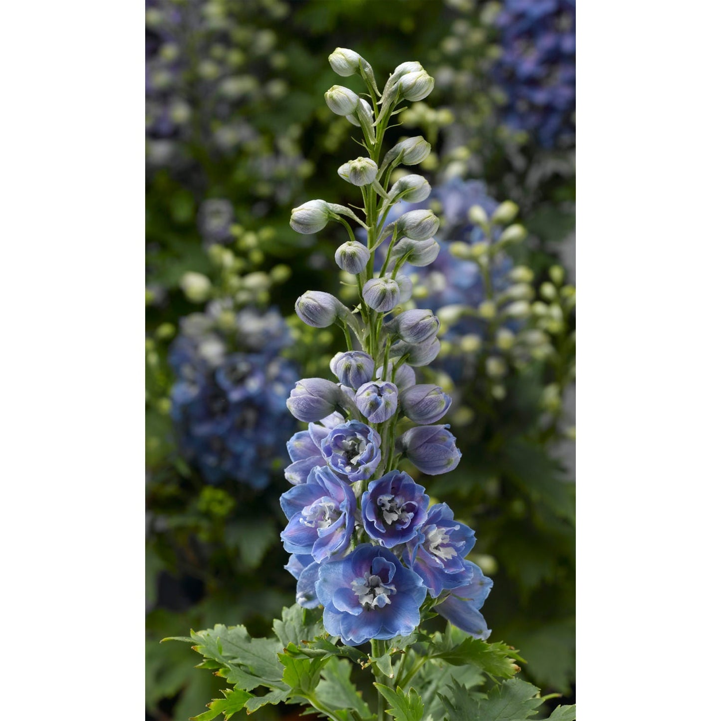 A tall spike of Delphina™ 'Light Blue White Bee' Hybrid Bee Delphinium features clusters of light blue and white blooms with green leaves, set against a blurred backdrop of similar flowers - Photo Courtesy of Ball Horticulture, Inc.