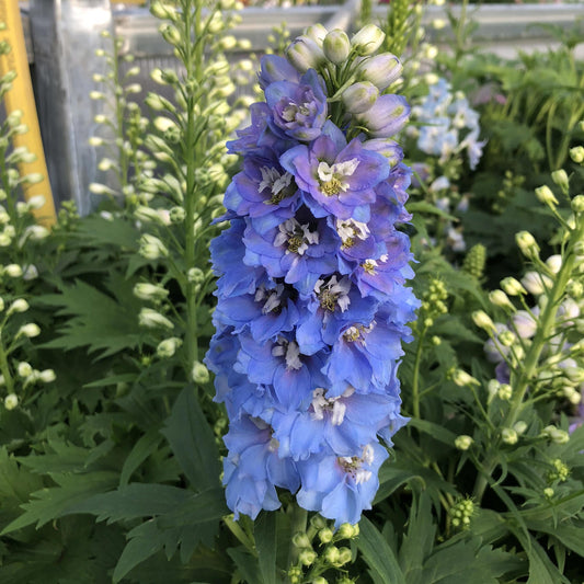 A tall spike of Delphina™ 'Light Blue White Bee' Hybrid Bee Delphinium flowers rises among green leaves and white buds, with more compact delphiniums softly blurred in the background - Photo Property of Garden Crossings LLC.