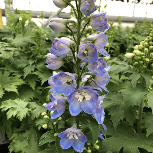 A close-up of a tall stem of Delphina™ 'Light Blue White Bee' Hybrid Bee Delphinium, featuring pale blue and white flowers surrounded by green foliage in a garden or greenhouse setting - Photo Property of Garden Crossings LLC.