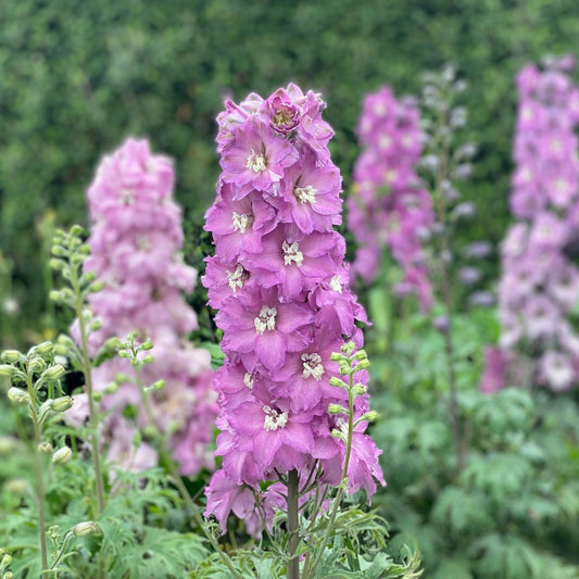 A close-up of the New Zealand 'Mini Pinks' Hybrid Bee Delphinium in full bloom, its tall vibrant purple spikes perfect for attracting pollinators, surrounded by lush green foliage and softly blurred purple flowers in the background - Photo Courtesy of Walters Gardens, Inc.