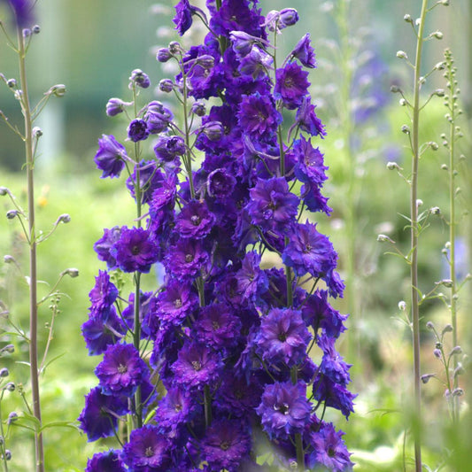 Close-up of a tall cluster of vibrant 'Pagan Purples' Hybrid Bee Delphinium, a striking purple perennial, blooms brilliantly against a soft-focus green cut flower garden background - Photo Courtesy of Walters Gardens, Inc.