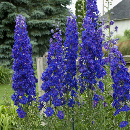 Tall spikes of vibrant blue Pagan Purples' Hybrid Bee Delphinium bloom in the garden amid green foliage, a wood fence and house visible in the background - Photo Courtesy of Walters Gardens, Inc.