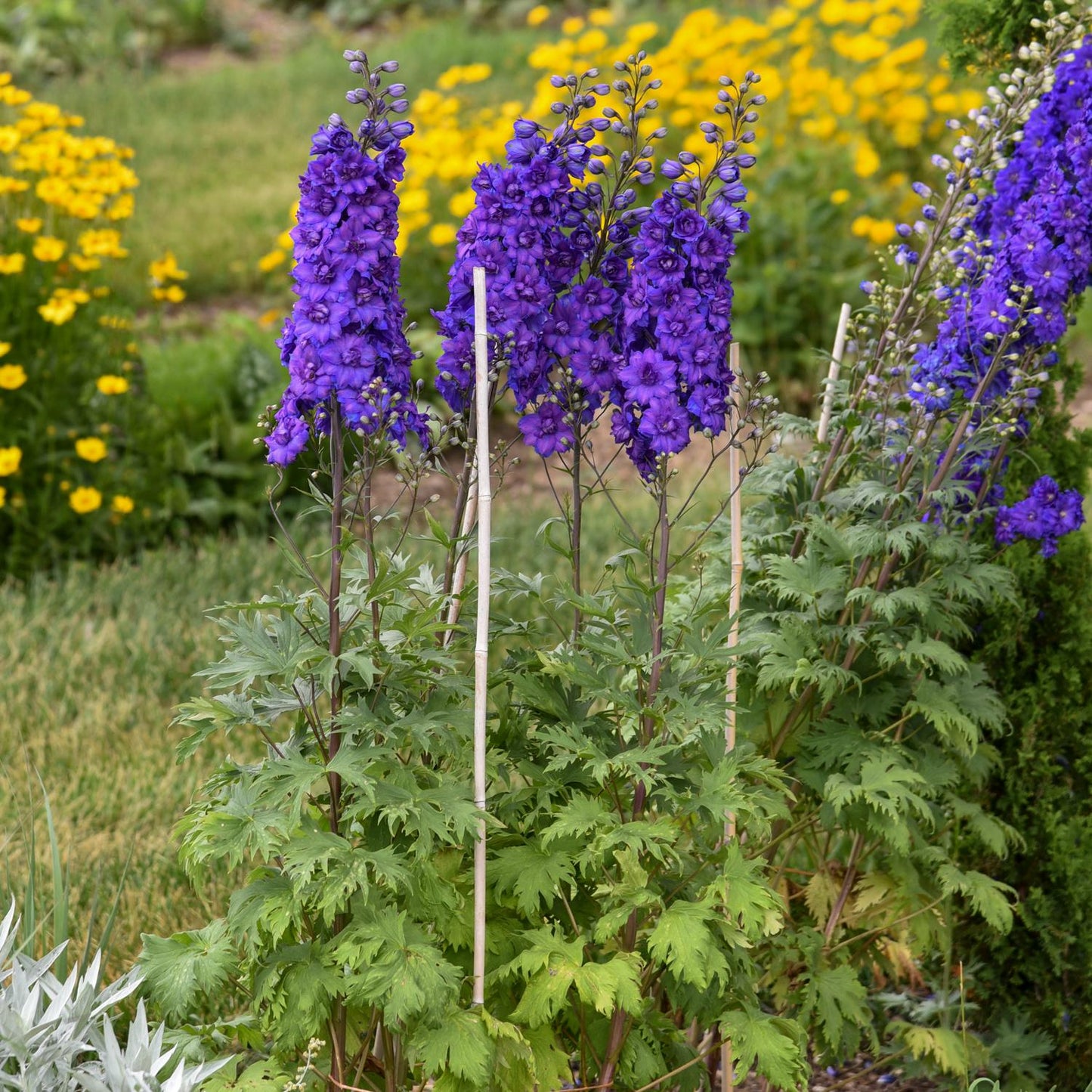 Pagan Purples' Hybrid Bee Delphinium, a tall purple perennial with lush green leaves and white stakes, stands out in a flower garden amid vibrant yellow blooms and green grass - Photo Courtesy of Walters Gardens, Inc.