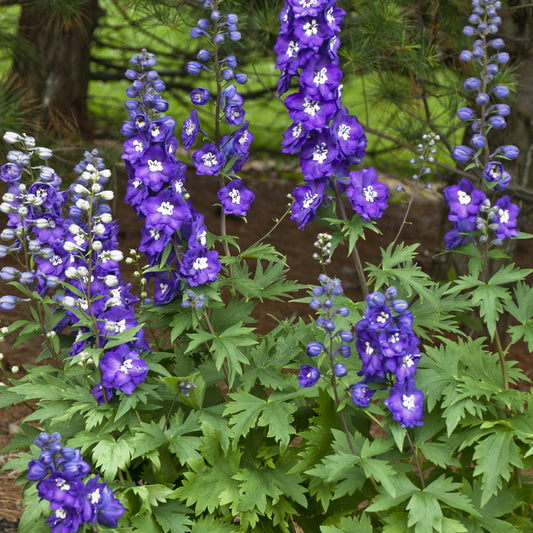 Tall spikes of 'Purple Passion' Hybrid Bee Delphinium with vibrant purple blooms and white centers rise above green, deeply lobed foliage, creating a stunning perennial display perfect for cut flowers. A blurred tree and fence provide a peaceful backdrop - Photo Courtesy of Walters Gardens, Inc.
