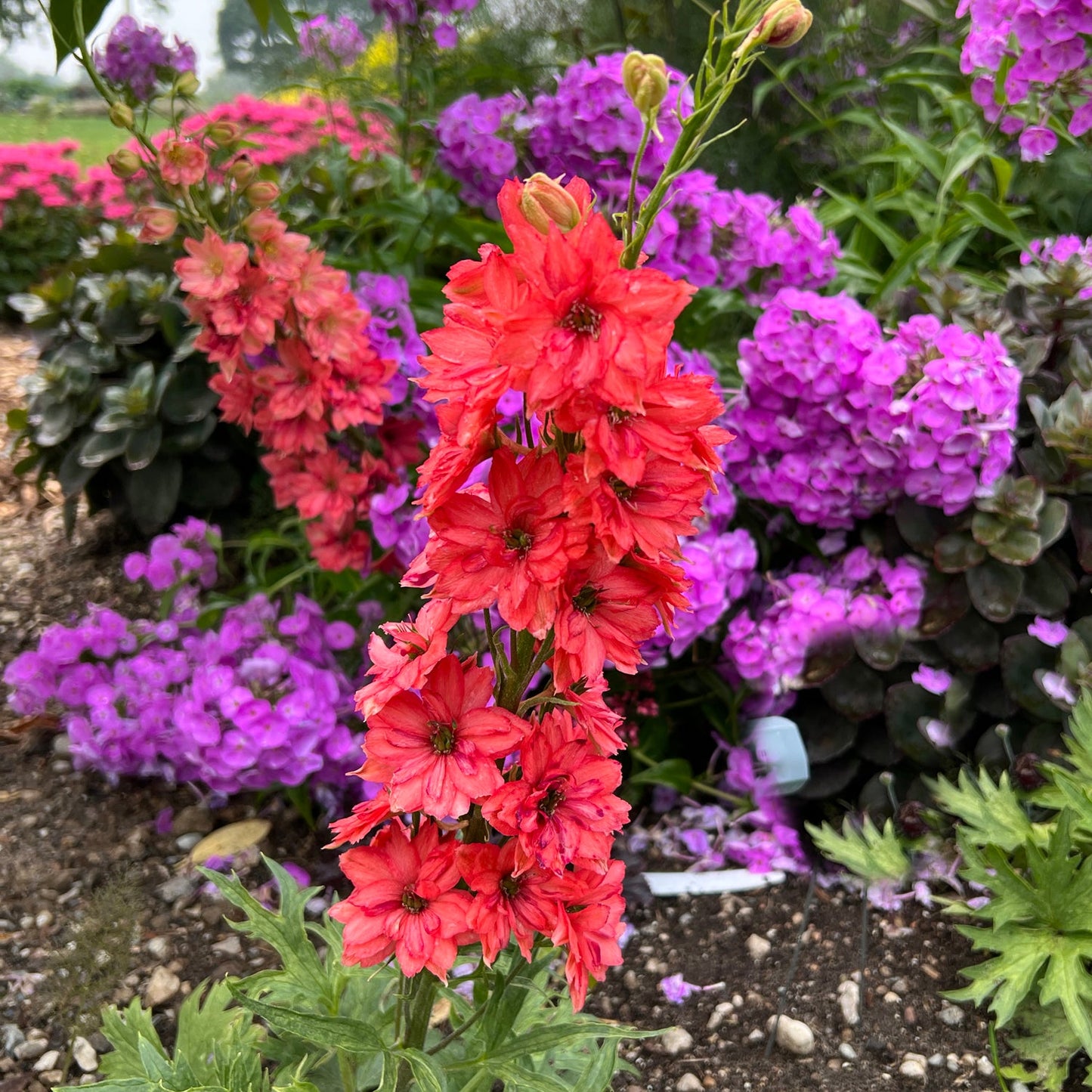 A vivid stalk of 'Red Lark' Hybrid Delphinium, a deer-resistant flower, stands tall amid clusters of purple and pink blooms in the garden, surrounded by lush green foliage and soil - Photo Property of Garden Crossings LLC.