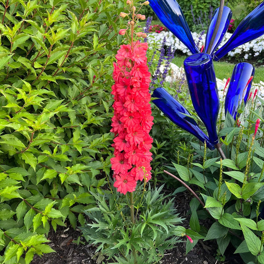 'Red Lark' Hybrid Delphinium displays tall, bright pink-red blooms above green foliage beside a blue glass bottle sculpture set off by white and coral-red perennials in the background - Photo Property of Garden Crossings LLC.