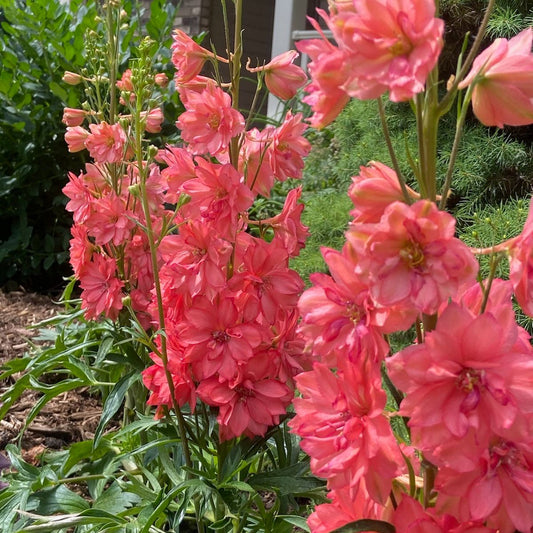 Red Lark' Hybrid Delphinium - Photo Courtesy of Walters Gardens, Inc.