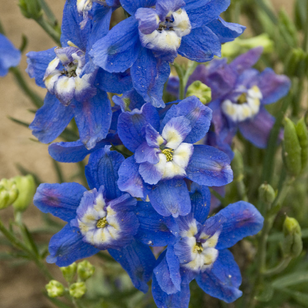 Close-up of 'Summer Cloud' Dwarf Delphinium features vibrant blue flowers with white and yellow centers, accented by green buds and leaves - Photo Courtesy of Walters Gardens, Inc.
