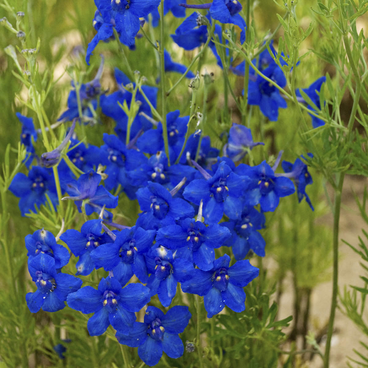'Summer Nights' Dwarf Delphinium features sapphire-blue, heat-tolerant blooms with delicate petals on slender green stems and leaves, thriving in a natural outdoor setting - Photo Courtesy of Walters Gardens, Inc.