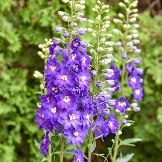 Close-up of ‘Violets are Blue’ Hybrid Bee Delphinium with vibrant blue flowers with white centers amid green foliage, as some buds stay closed, adding contrast to the open blossoms - Photo Courtesy of Walters Gardens, Inc.