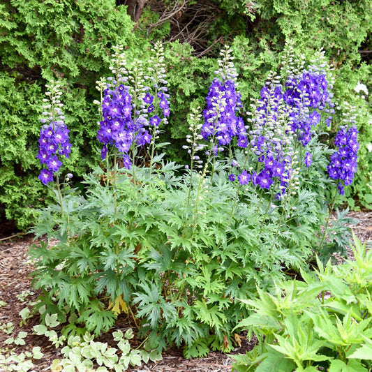 Spikes of ‘Violets are Blue’ Hybrid Bee Delphinium bloom in vibrant purple and blue among deeply lobed green leaves, with shrubs creating a lush backdrop for this striking perennial garden display - Photo Courtesy of Walters Gardens, Inc.