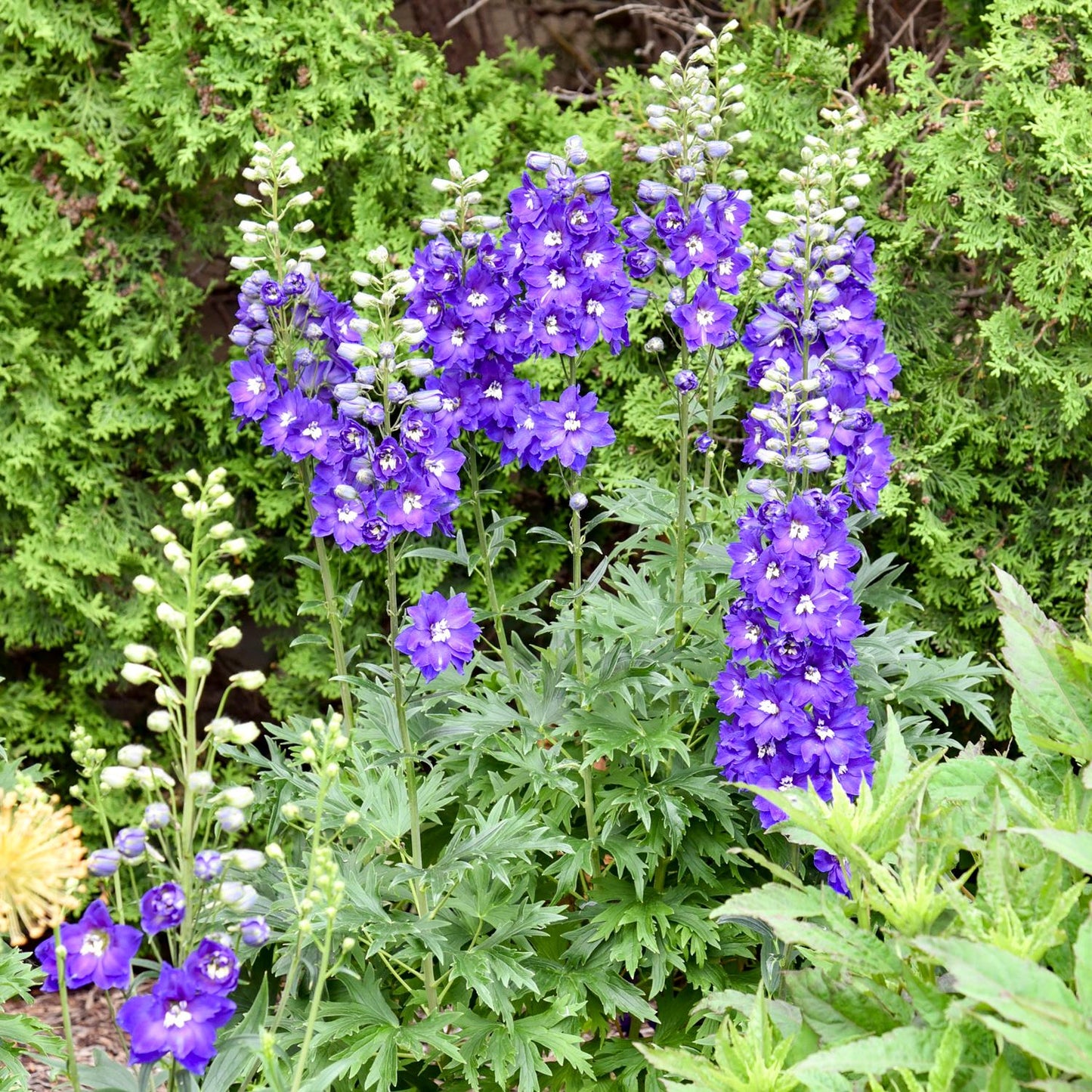Tall spikes of vibrant blue 'Violets are Blue' Hybrid Bee Delphinium flowers rise above lush green foliage, creating a striking perennial display in the garden against dense leafy shrubs - Photo Courtesy of Walters Gardens, Inc.