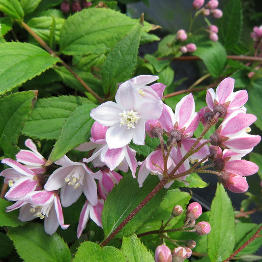 Close-up of Yuki Cherry Blossom® Deutzia, a flowering shrub with pink and white five-petaled blooms, green leaves, and small pink buds; - Photo Property of Garden Crossings LLC