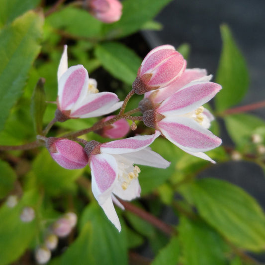 Close-up of Yuki Cherry Blossom® Deutzia flowers, showcasing delicate pink and white blooms with yellow stamens and green leaves set against a softly blurred background - Photo Property of Garden Crossings LLC