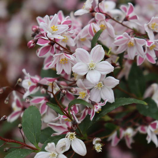 Yuki Kabuki® Deutzia - Photo Courtesy of Proven Winners, Inc.