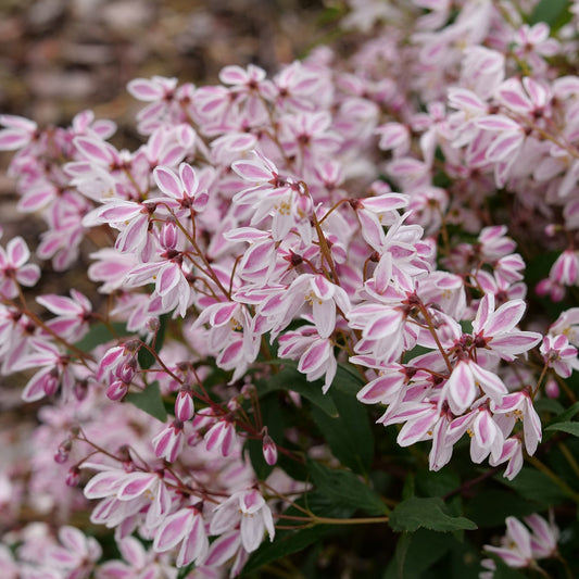 Yuki Kabuki® Deutzia - Photo Courtesy of Proven Winners, Inc.