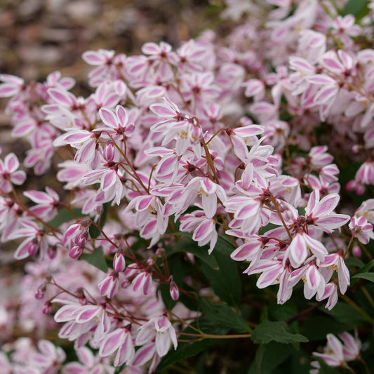 Close-up of Yuki Kabuki® Deutzia is a flowering shrub with dense clusters of delicate, star-shaped white flowers edged and streaked in pink, blooming among green foliage outdoors. - Photo Courtesy of Proven Winners, Inc.