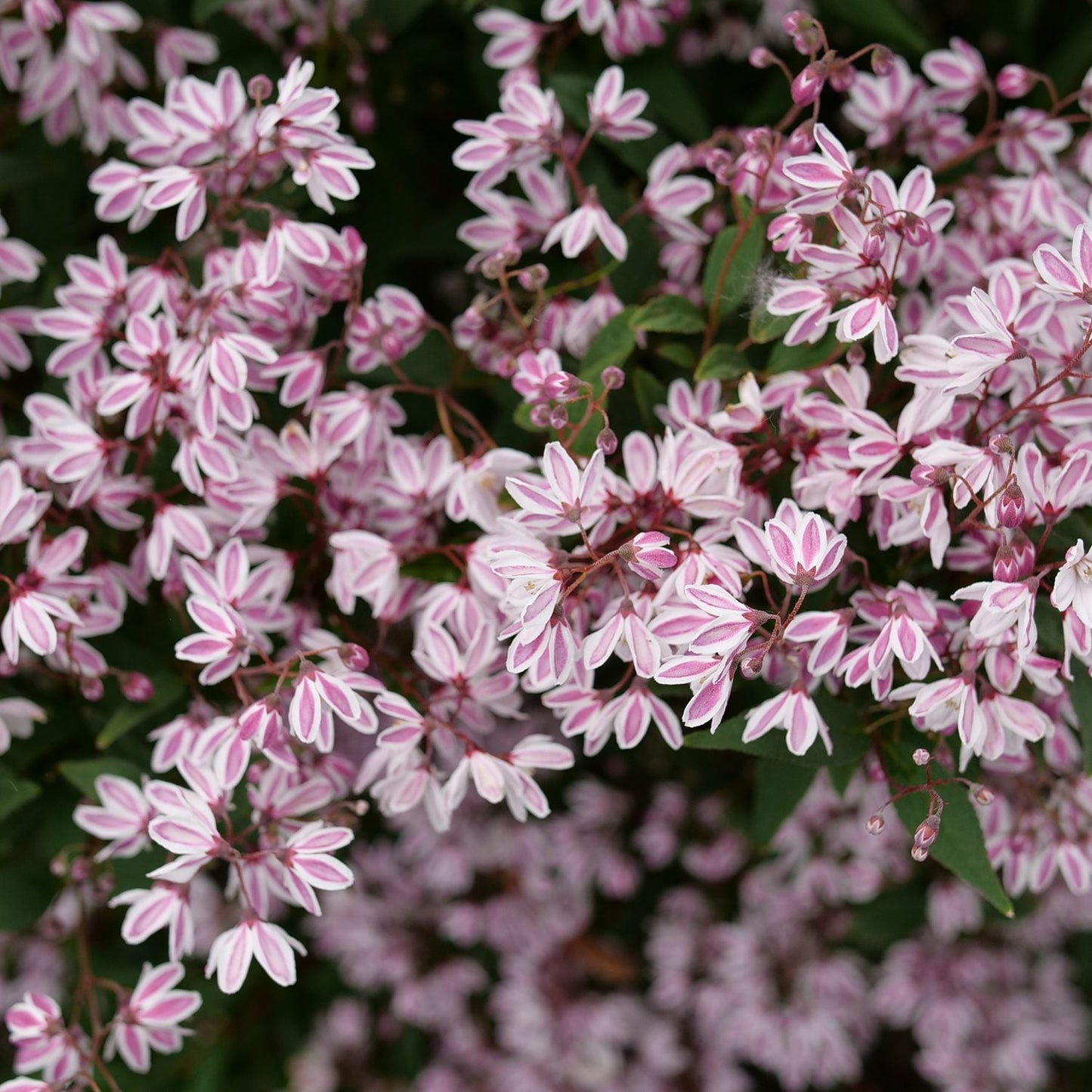 Yuki Kabuki® Deutzia is a drought-tolerant shrub featuring dense clusters of pink and white star-shaped flowers with green leaves, creating a vibrant and lush display. - Photo Courtesy of Proven Winners, Inc.
