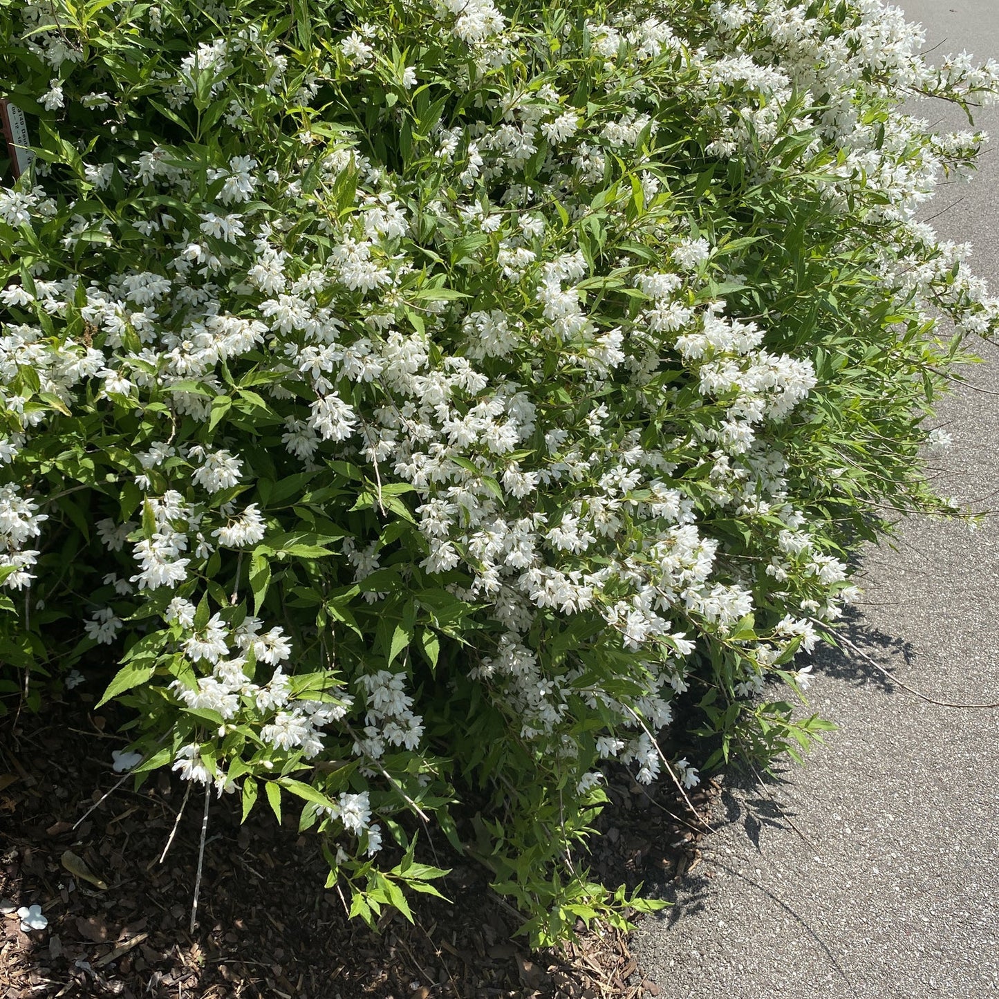 Top-down view of Yuki Snowflake® Deutzia shrub with clusters of small white flowers and green leaves, grows by a paved path in bright sunlight, with mulch at its base. - Photo Property of Garden Crossings LLC