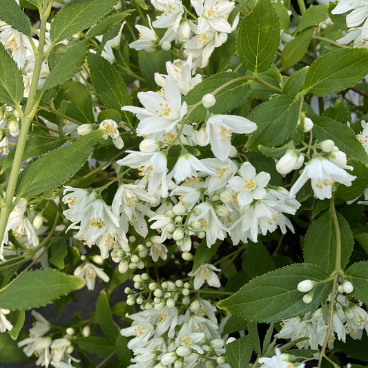 Yuki Snowflake® Deutzia - Photo Property of Garden Crossings LLC