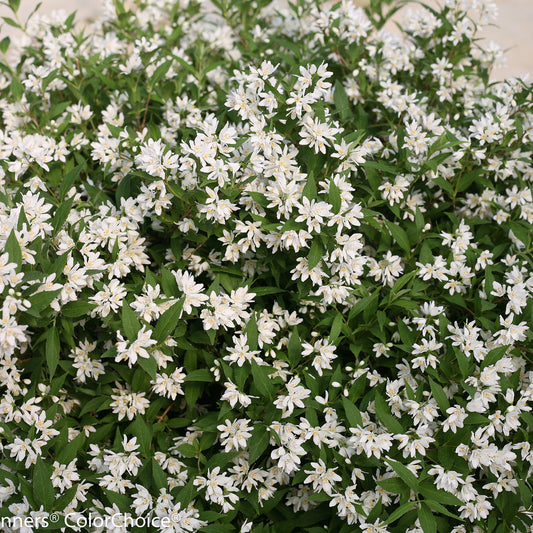 Yuki Snowflake® Deutzia - Photo Courtesy of Proven Winners, Inc.