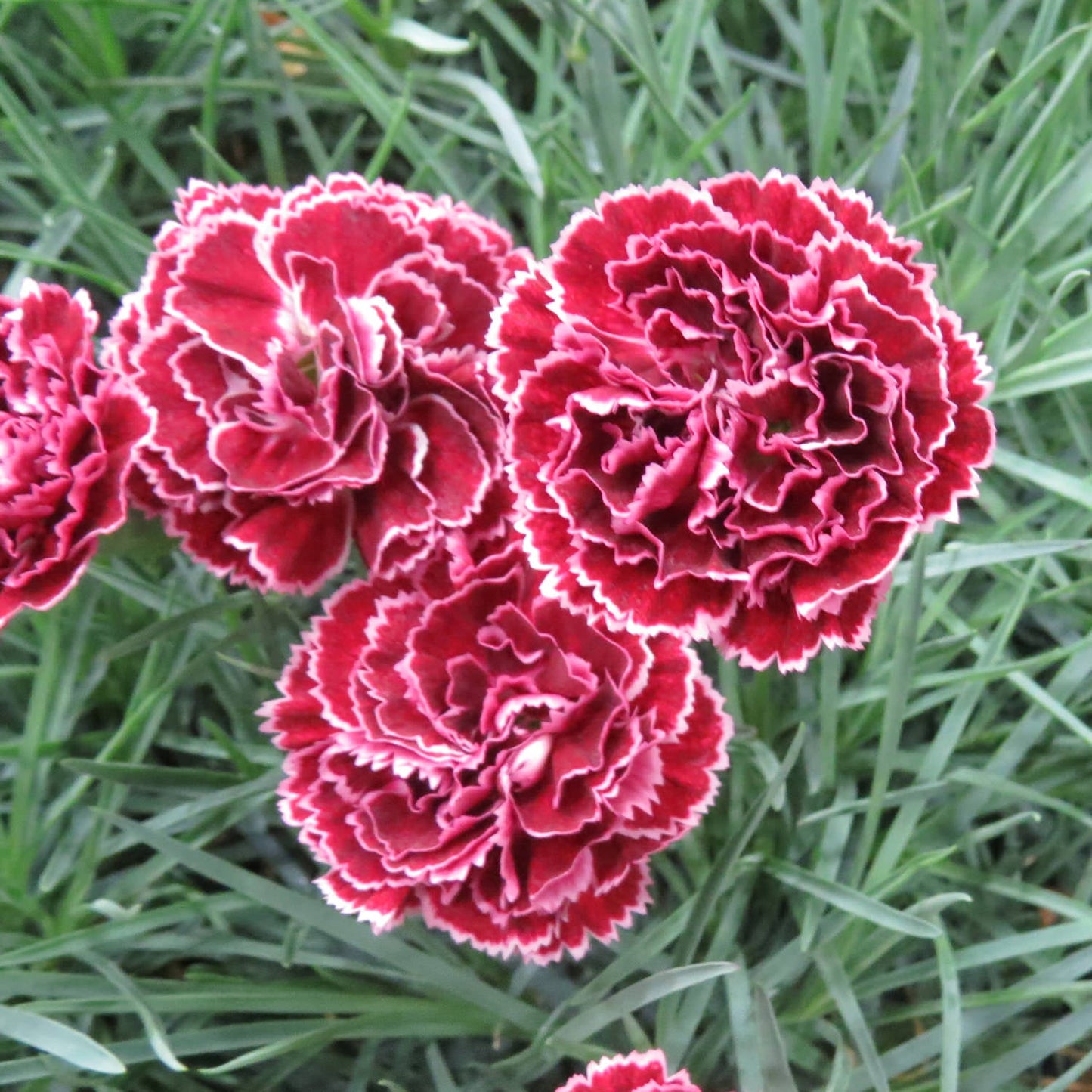 Four deep red Fruit Punch® 'Black Cherry Frost' Pinks (Dianthus) flowers with ruffled, white-edged petals bloom among green, grass-like foliage - Photo Property of Garden Crossings LLC.