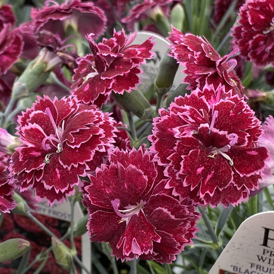 Fruit Punch® 'Black Cherry Frost' Pinks (Dianthus) - Photo Property of Garden Crossings LLC