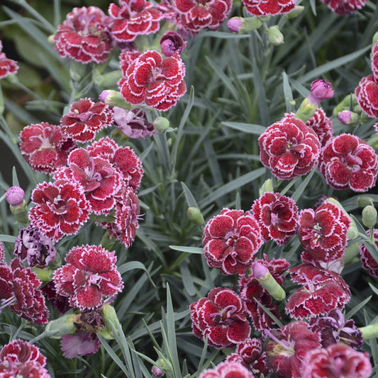 Fruit Punch® 'Black Cherry Frost' Pinks (Dianthus) - Photo Courtesy of Proven Winners, Inc.