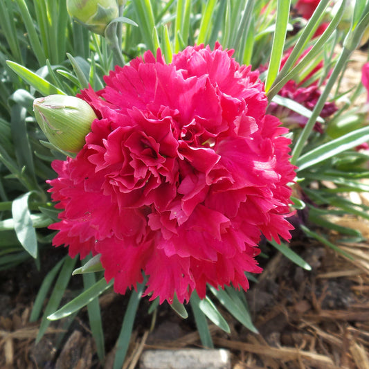 Fruit Punch® 'Cranberry Cocktail' Pinks (Dianthus) - Photo Property of Garden Crossings LLC