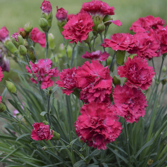 Fruit Punch® 'Cranberry Cocktail' Pinks (Dianthus) - Photo Courtesy of Proven Winners, Inc.