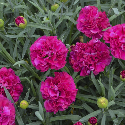 Fruit Punch® 'Funky Fuchsia' Pinks (Dianthus) - Photo Courtesy of Proven Winners, Inc.